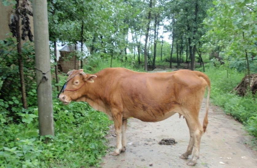 那曲最新求一个套医保卡的黄牛是真的吗方法分析(最方便真实的那曲求一个套医保卡的黄牛是真的吗还是假的方法)